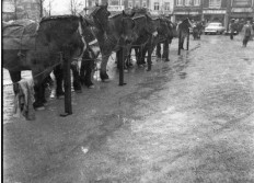 Place McAuliffe concours Chevaux