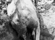 Remoifosse Sauvetage génisse 4 oct. 1975