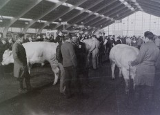 Marché Bestiaux Neufchateau