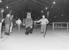 Chevaux ardennais Neufchateau  1983