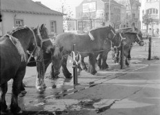 Concours Chevaux 1960_61