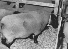 Concours Prov. ovins 1991