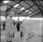 Marché couvert Bétail 197x