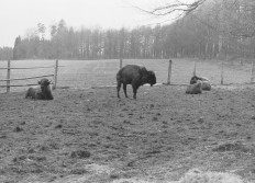 Recogne Les Bisons avril 1990